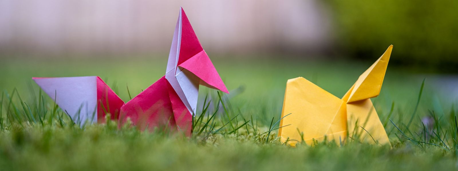 Der Hase hat dem Fuchs – und auch allen anderen Tieren – schon vor längerer Zeit den Rang abgelaufen.