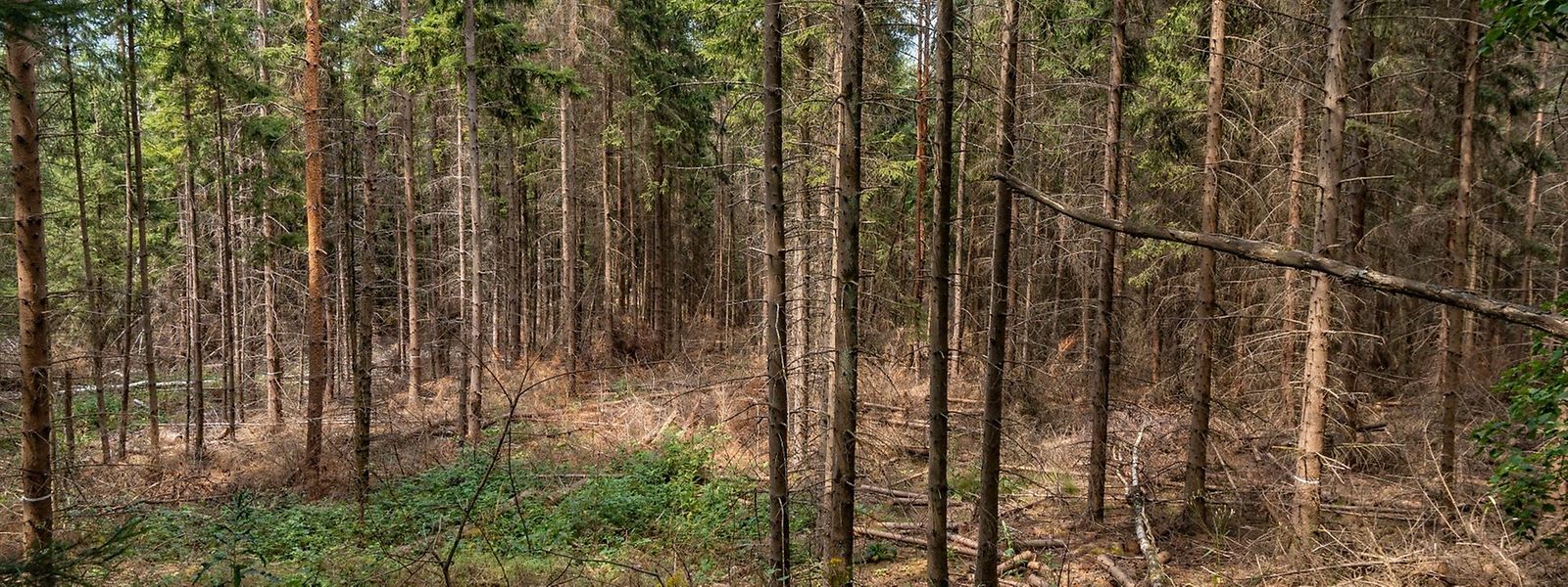 L'inventaire phytosanitaire réalisé cet été dans les forêts montre que seuls 13,4 % de tous les arbres sont sains, contre encore 31,8 % l'an passé.