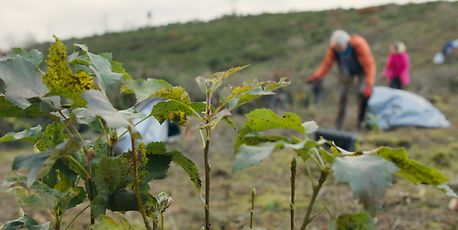 Reforestation partnership to fight climate change - Vimarsana News