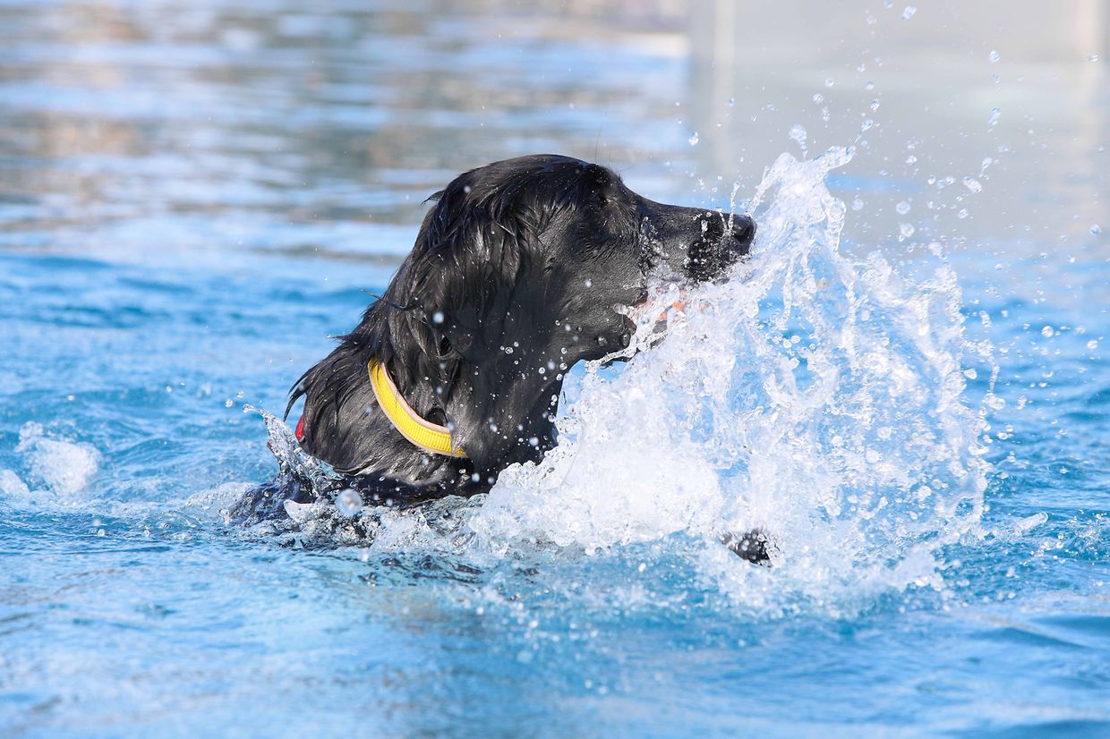 Lokales, Aqua Park, Schwimmbad, Hundeschwimmen, Badespass Foto: Luxemburger Wort/Anouk Antony