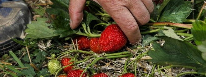 Die Eisheiligen Kommen Keine Minustemperaturen Trotz Der Kalten