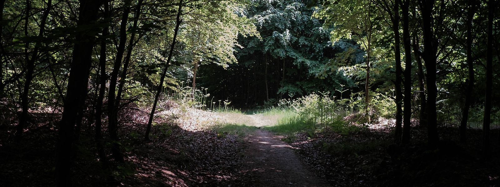 Reza a lenda que o fantasma de "Schappmännchen" habita na floresta de Grünewald. 