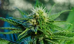 Cannabis bleibt die meistkonsumierte illegale Droge in Europa. 