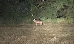 Dieses Foto hatte ein Landwirt am späten Mittwochabend geschossen.