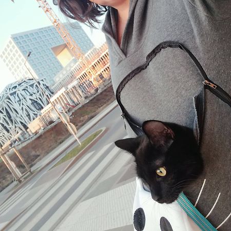 Ahsoka enjoys accompanying her owner for lunch