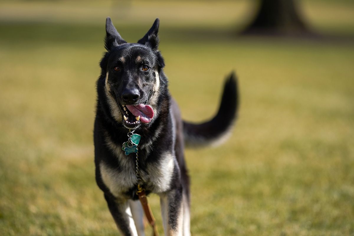 Schäferhund "Major" läuft über den Südrasen vor dem Weißen Haus. 