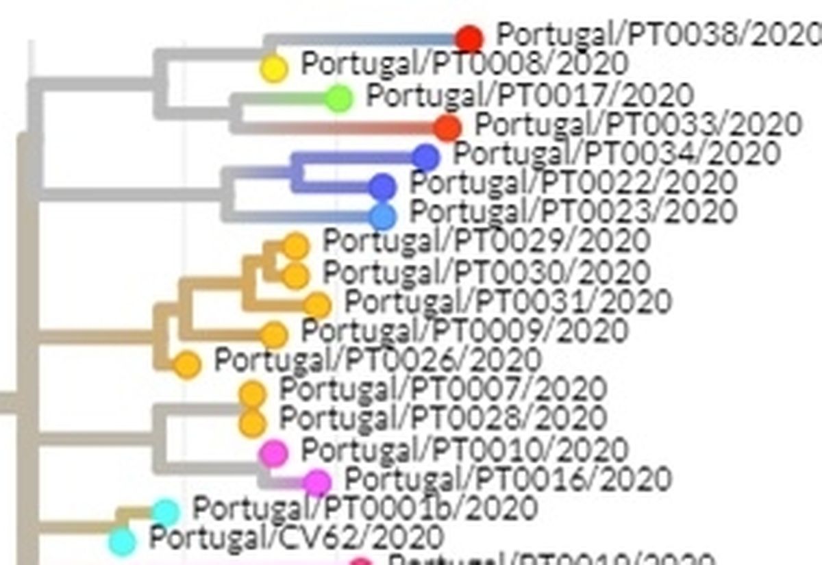 Outra imagem do processo de sequenciação do vírus da plataforma do INSA.