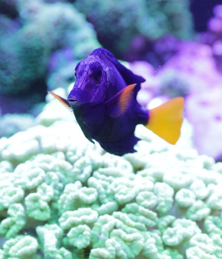 Dans l'aquarium, vous pourrez observer les discus nager paisiblement dans leur bassin.