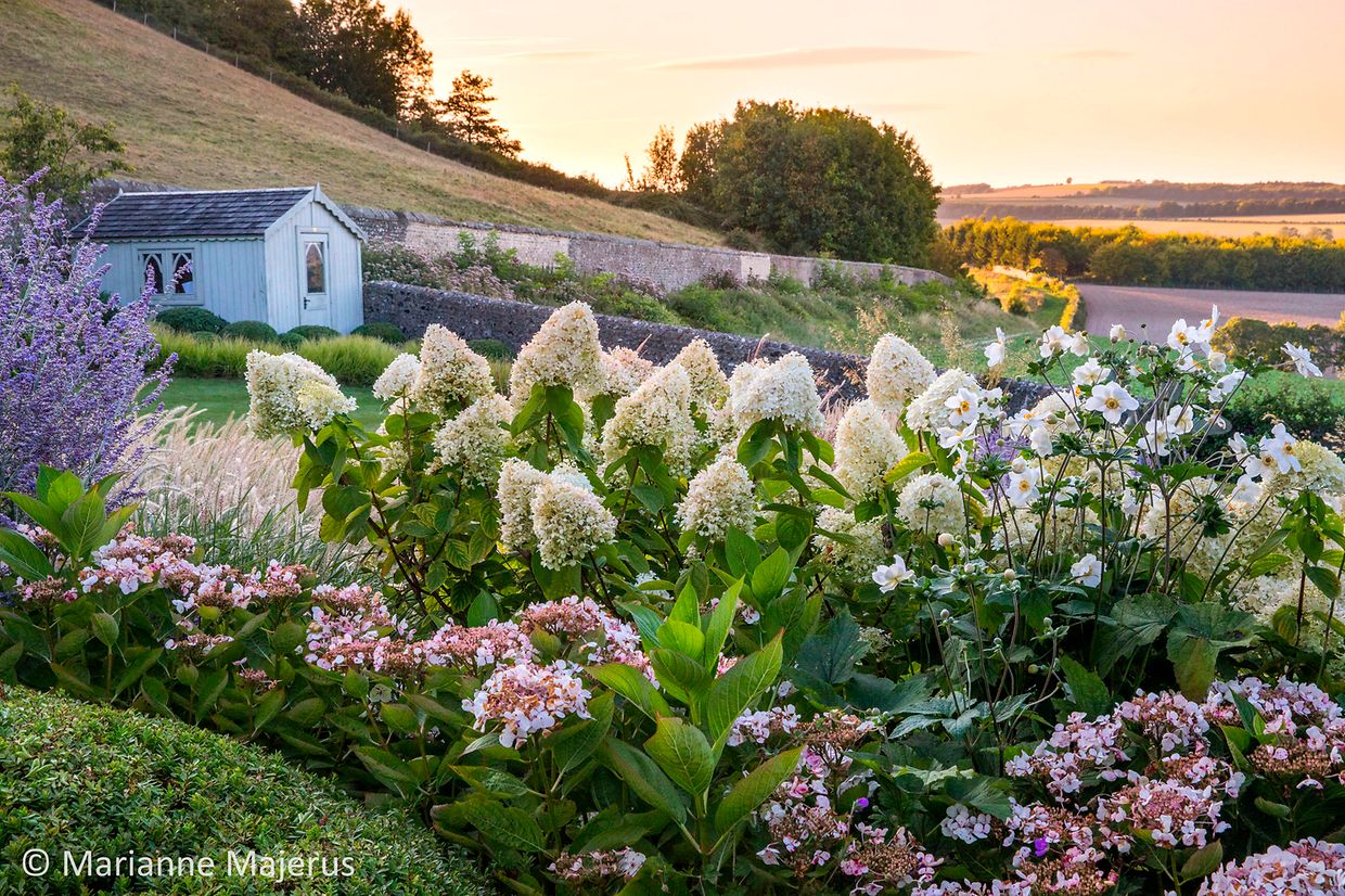 Anemone x hybrida 'Honorine Jobert', Hydrangea paniculata 'Little Lime'