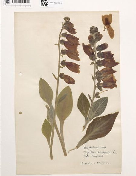 Blumen aus dem Herbarium des Naturhistorischen Museums beschriften.
